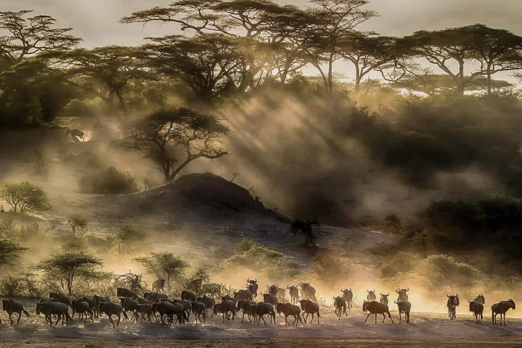 Wildebeest Migration 2026