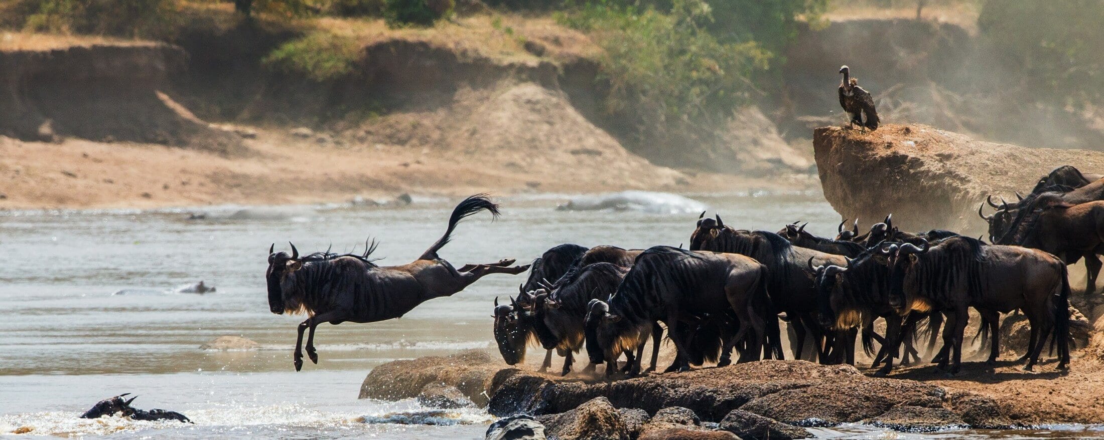 Wildebeest Migration 2026