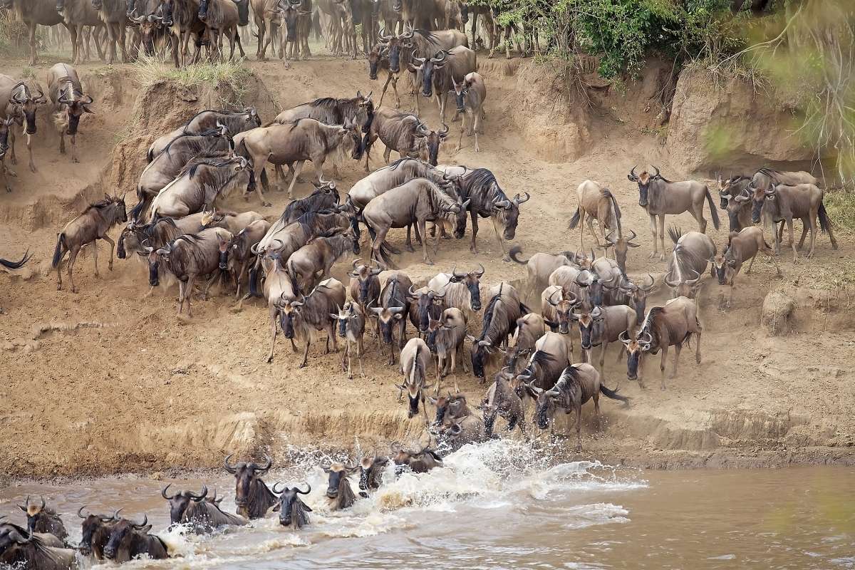 Wildebeest Migration 2026