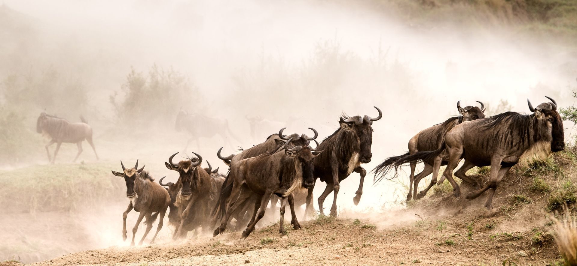 Wildebeest Migration Kenya