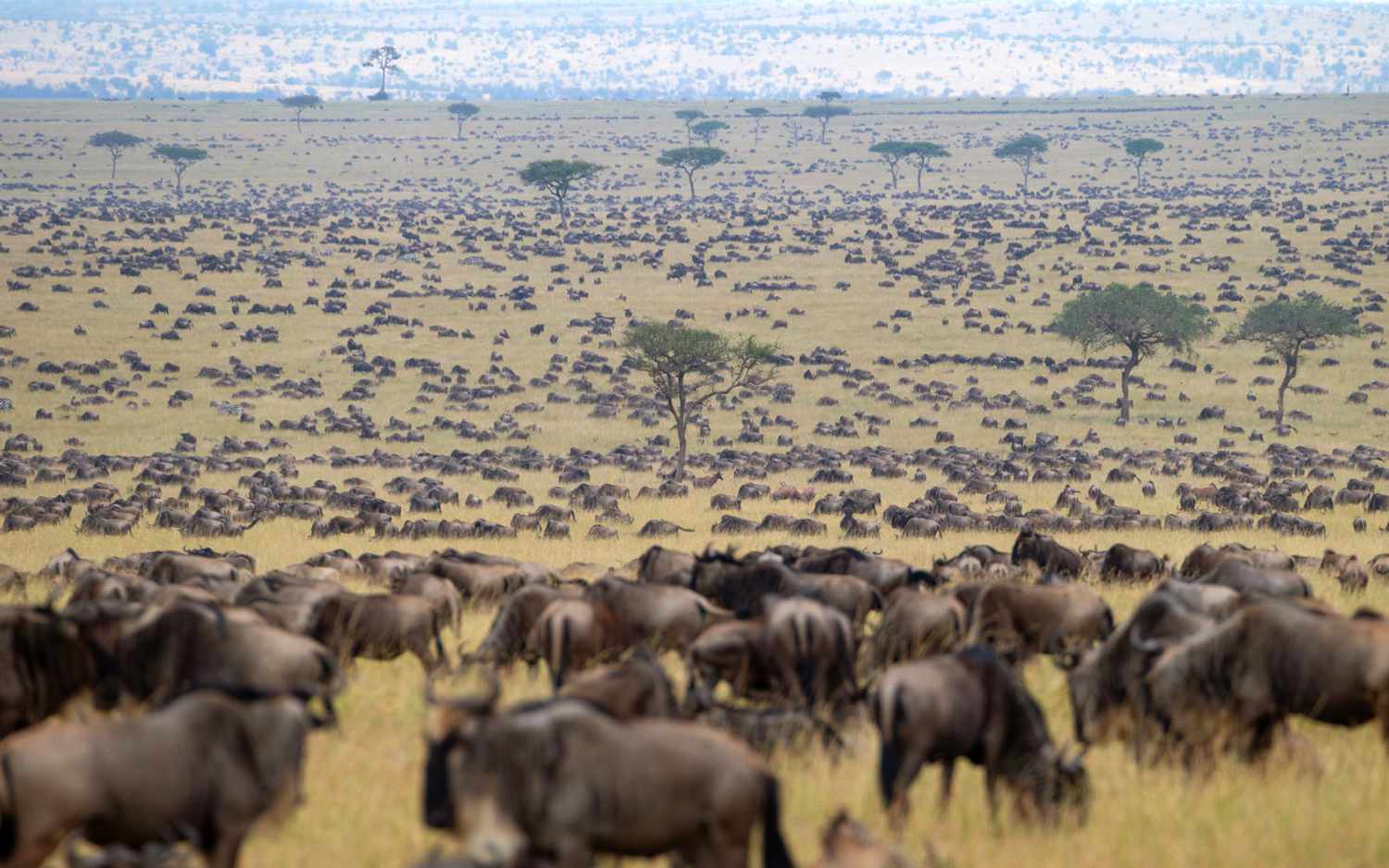 Wildebeest Migration Kenya