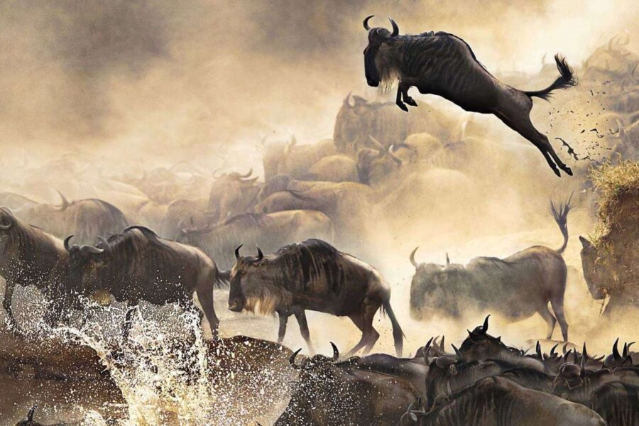 Wildebeest Migration Safaris