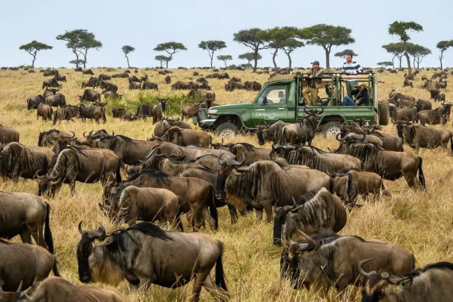 Wildebeest Migration Safaris