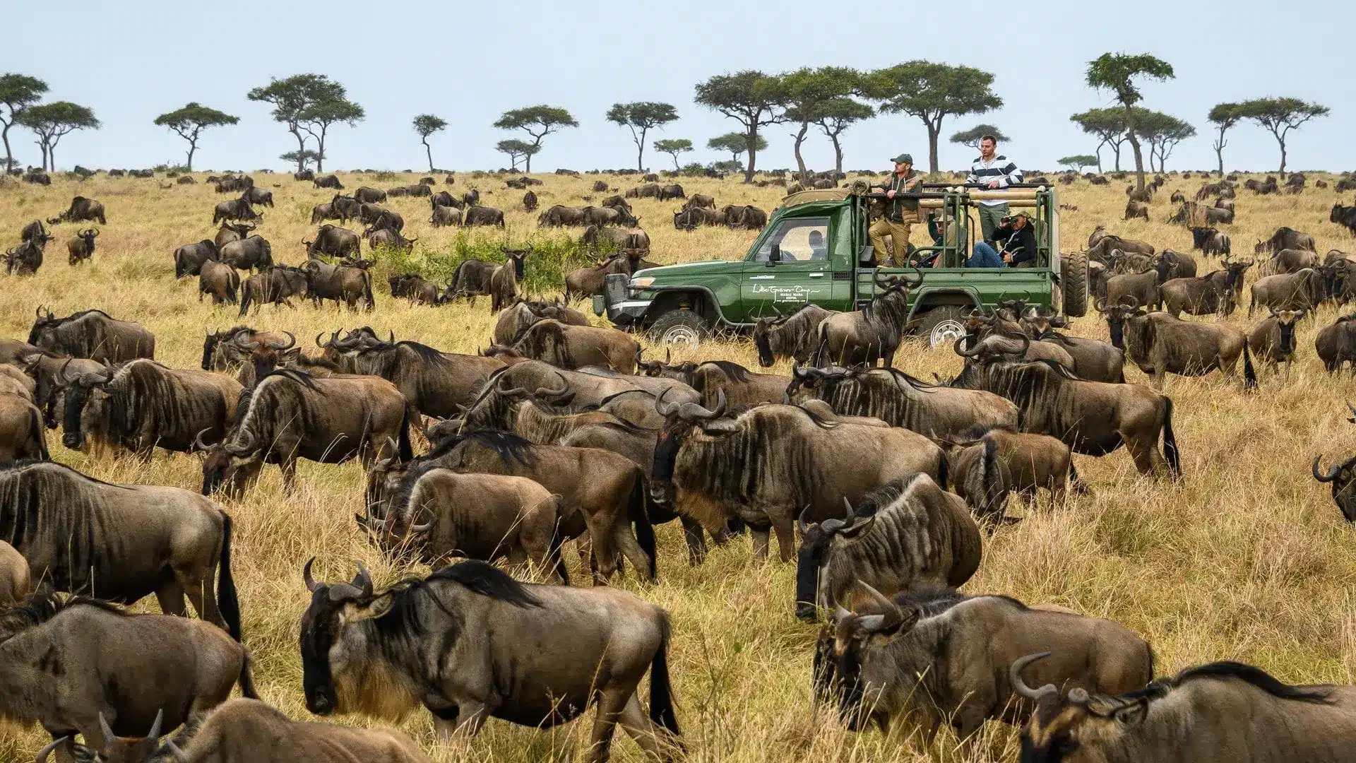 Wildebeest Migration Safaris