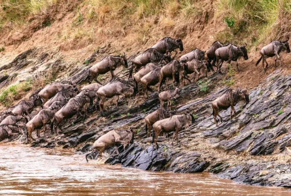 Wildebeest Migration Season in Kenya