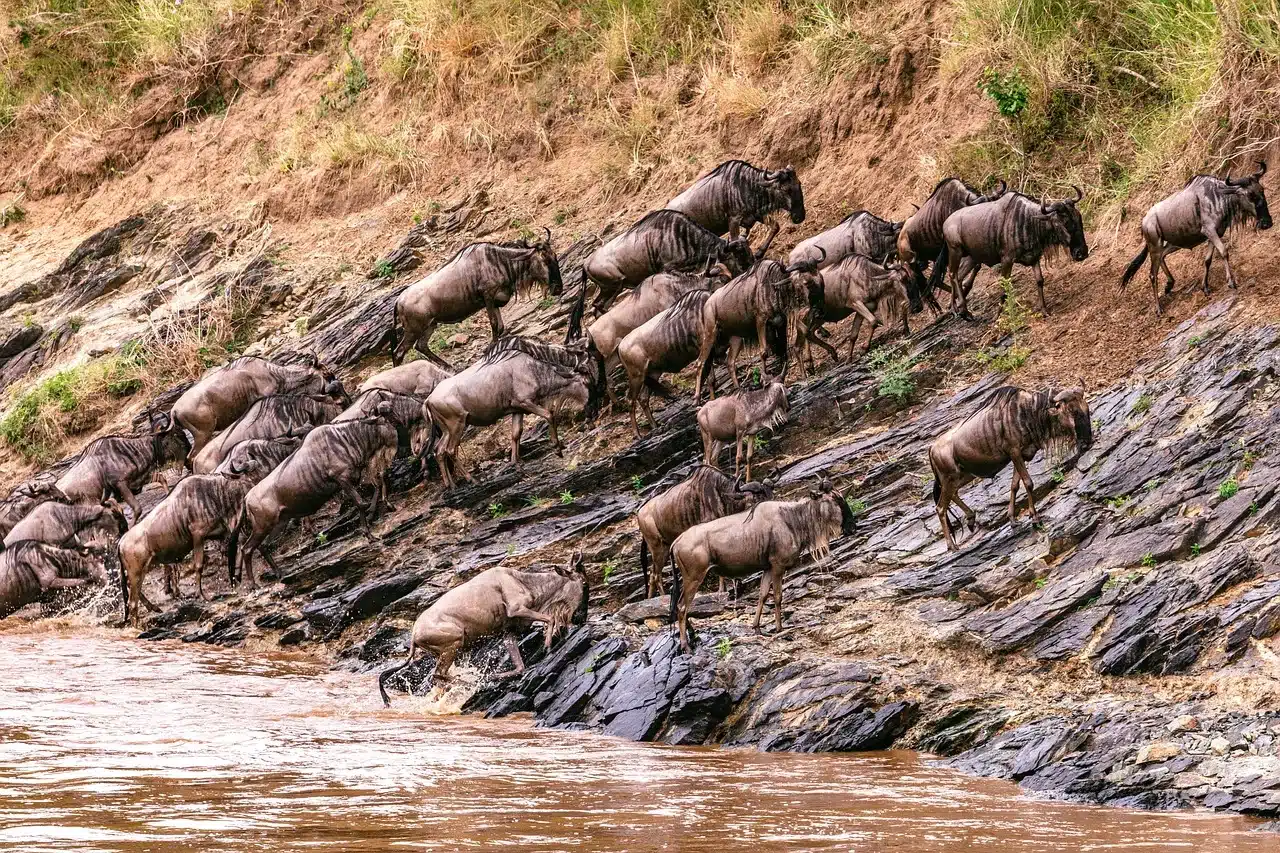 Wildebeest Migration Season in Kenya