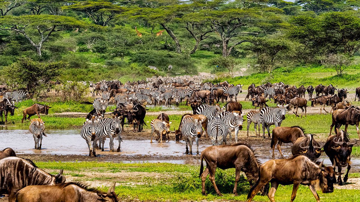 Wildebeest Migration Season in Kenya