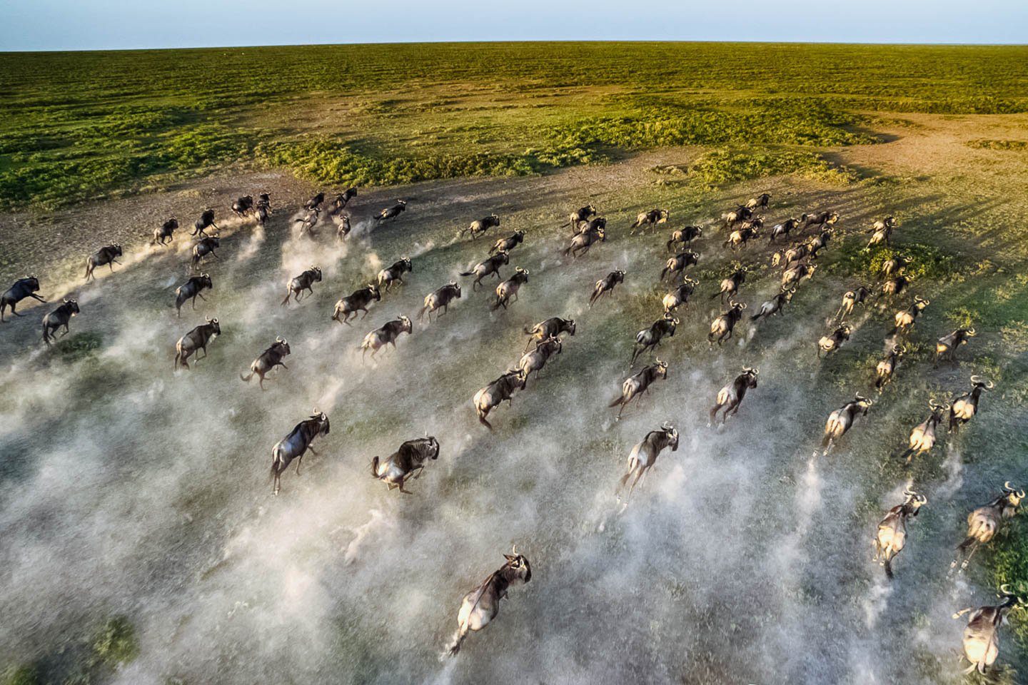 Wildebeest Migration Season in Kenya