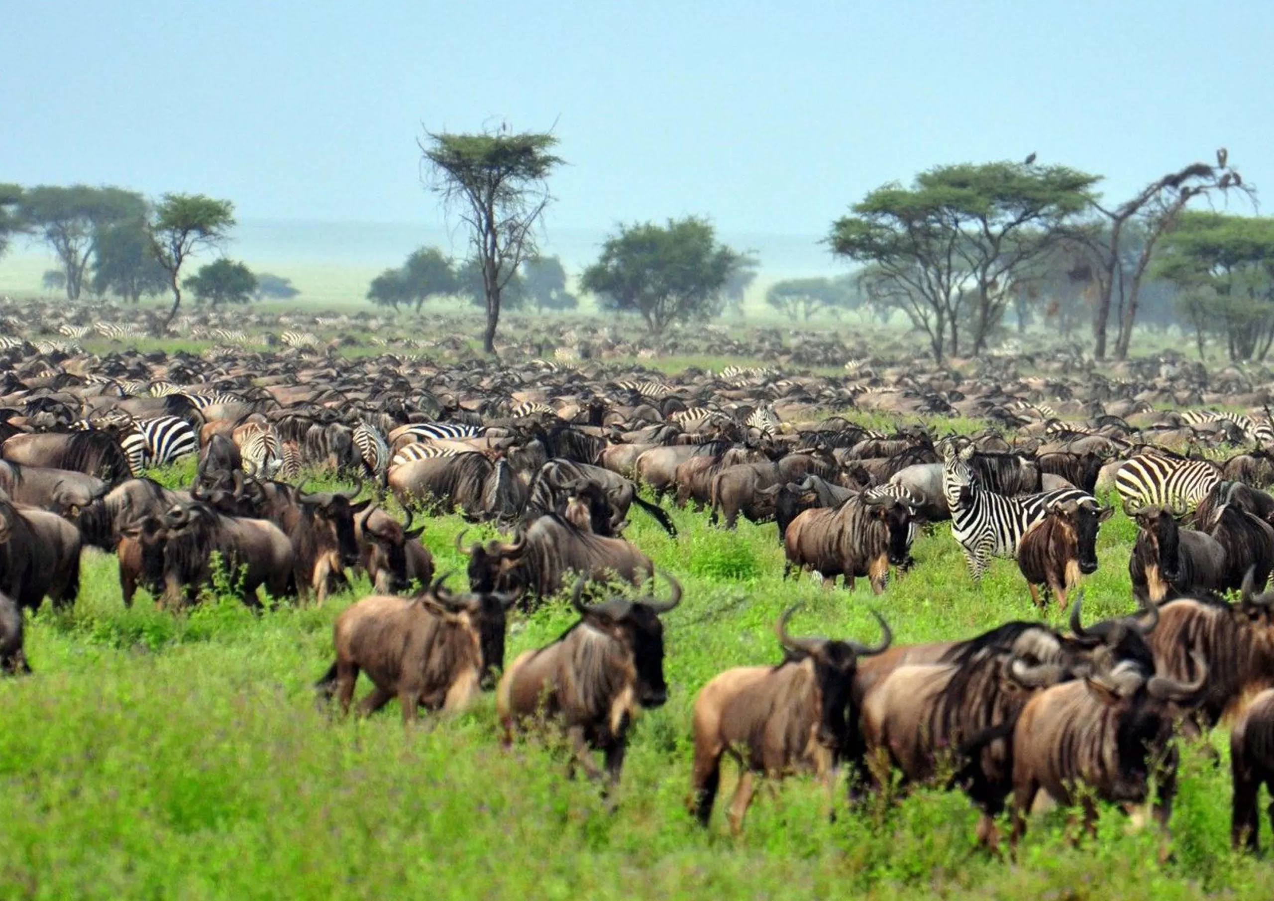 Wildebeest Migration Serengeti