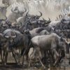 Wildebeest Migration Serengeti