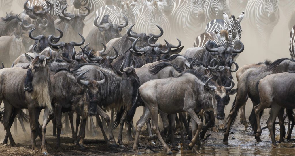 Wildebeest Migration Serengeti