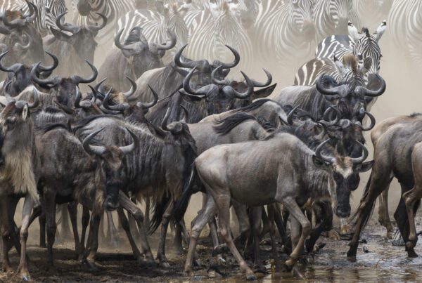Wildebeest Migration Serengeti