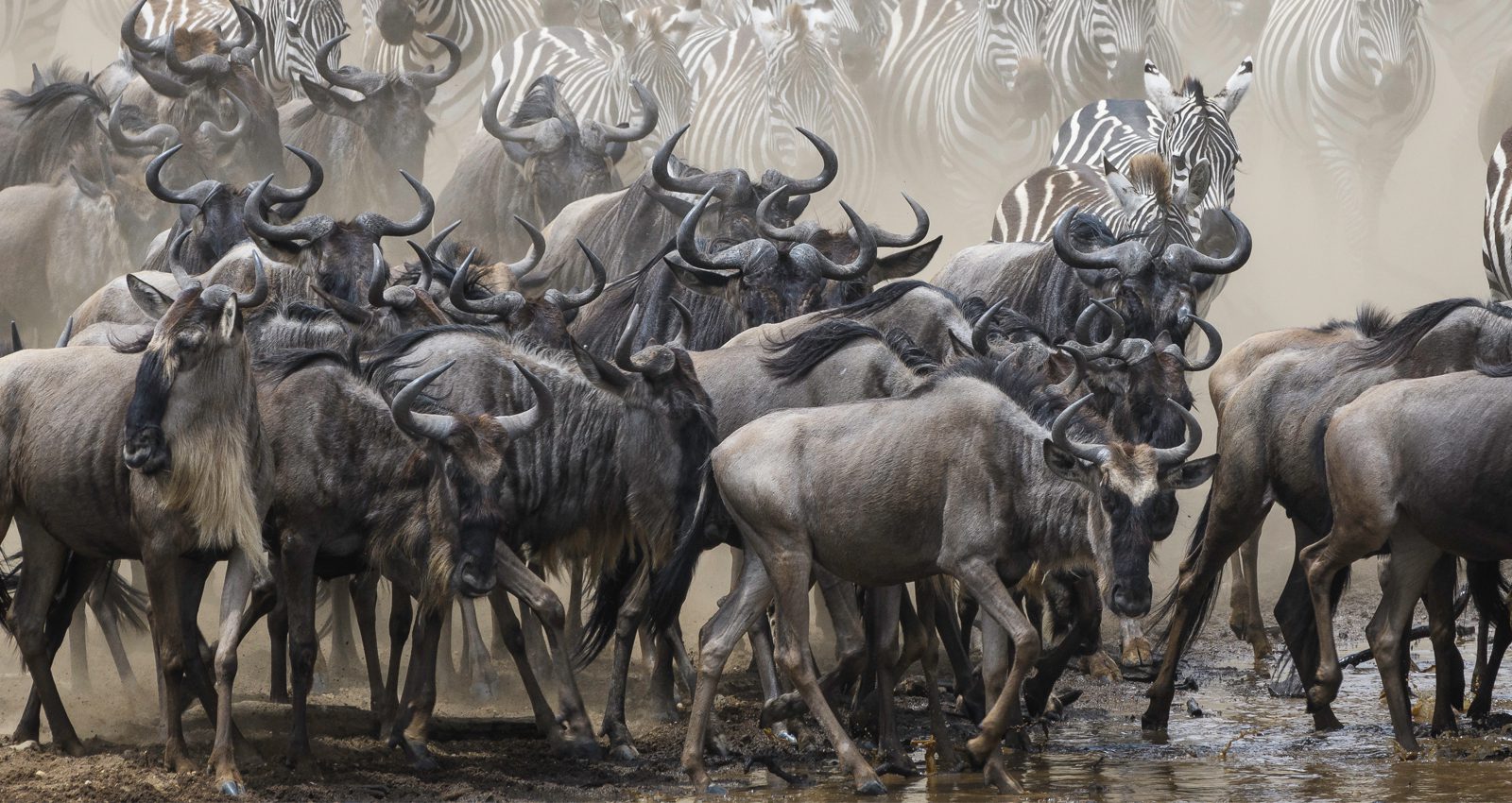 Wildebeest Migration Serengeti
