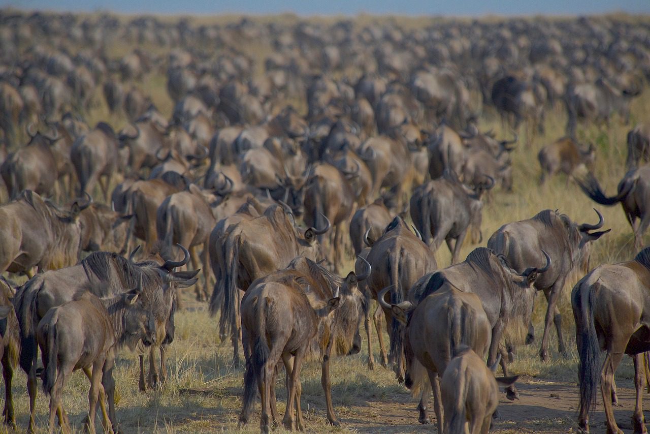 Wildebeest Migration Time