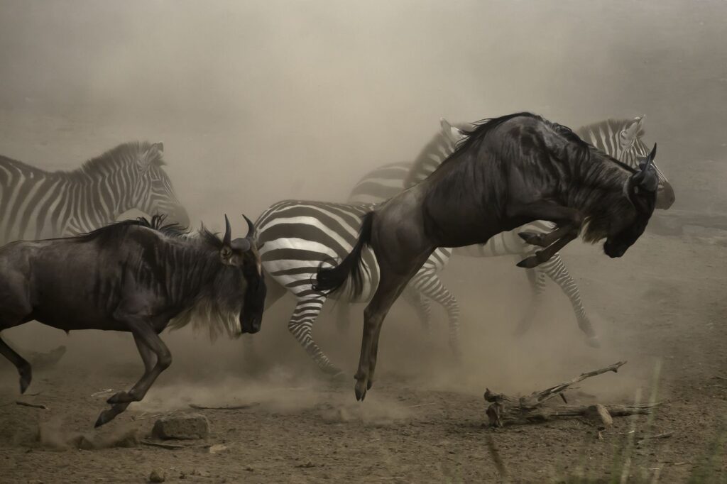 Wildebeest Migration Time
