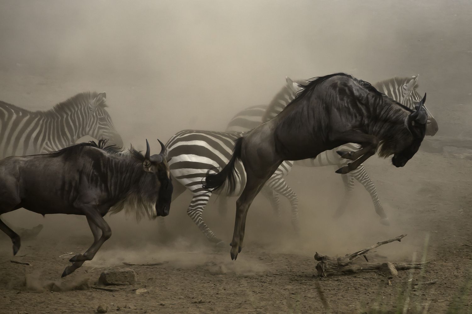 Wildebeest Migration Time