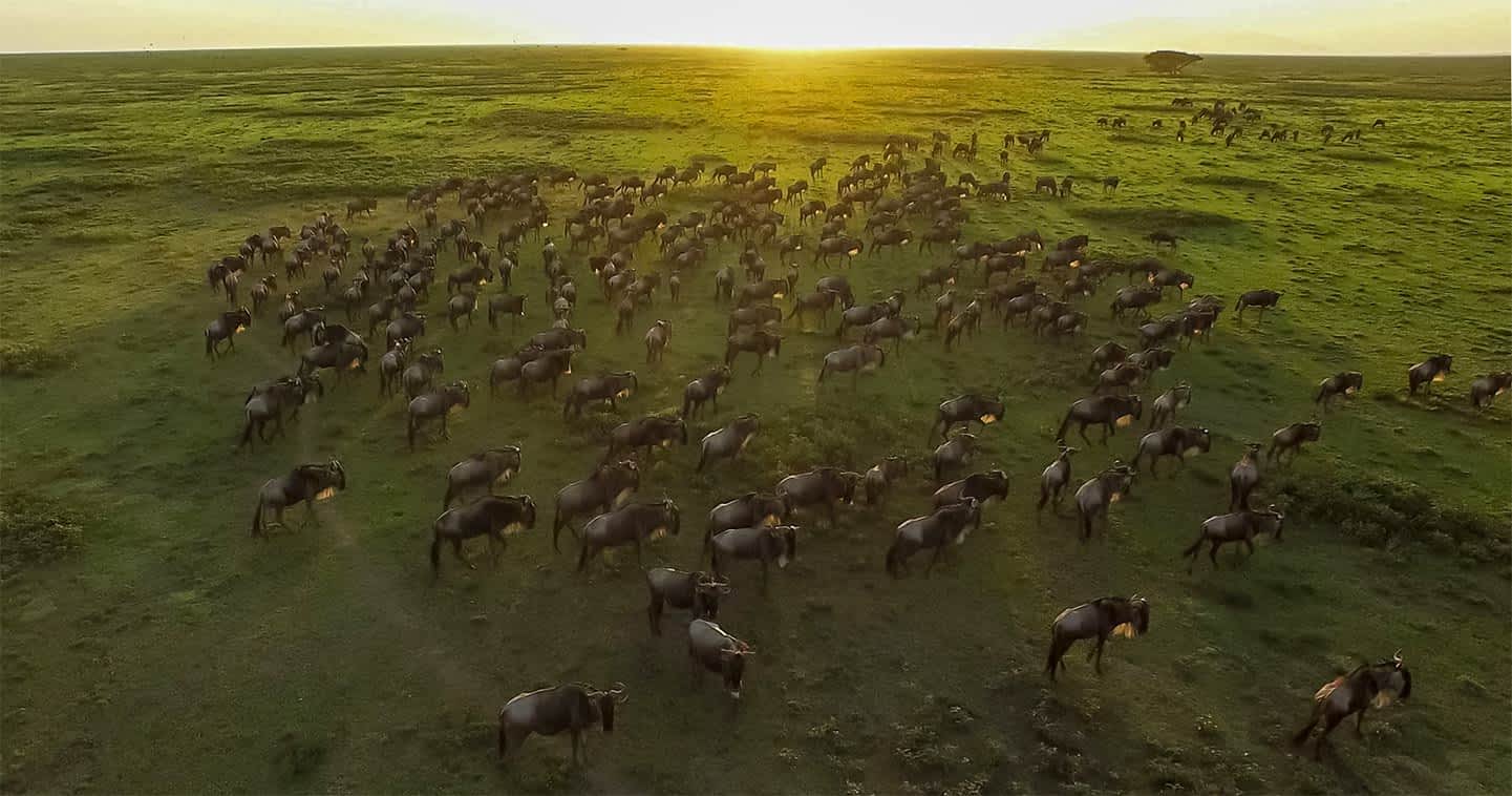 Wildebeest Migration Wonder of the World