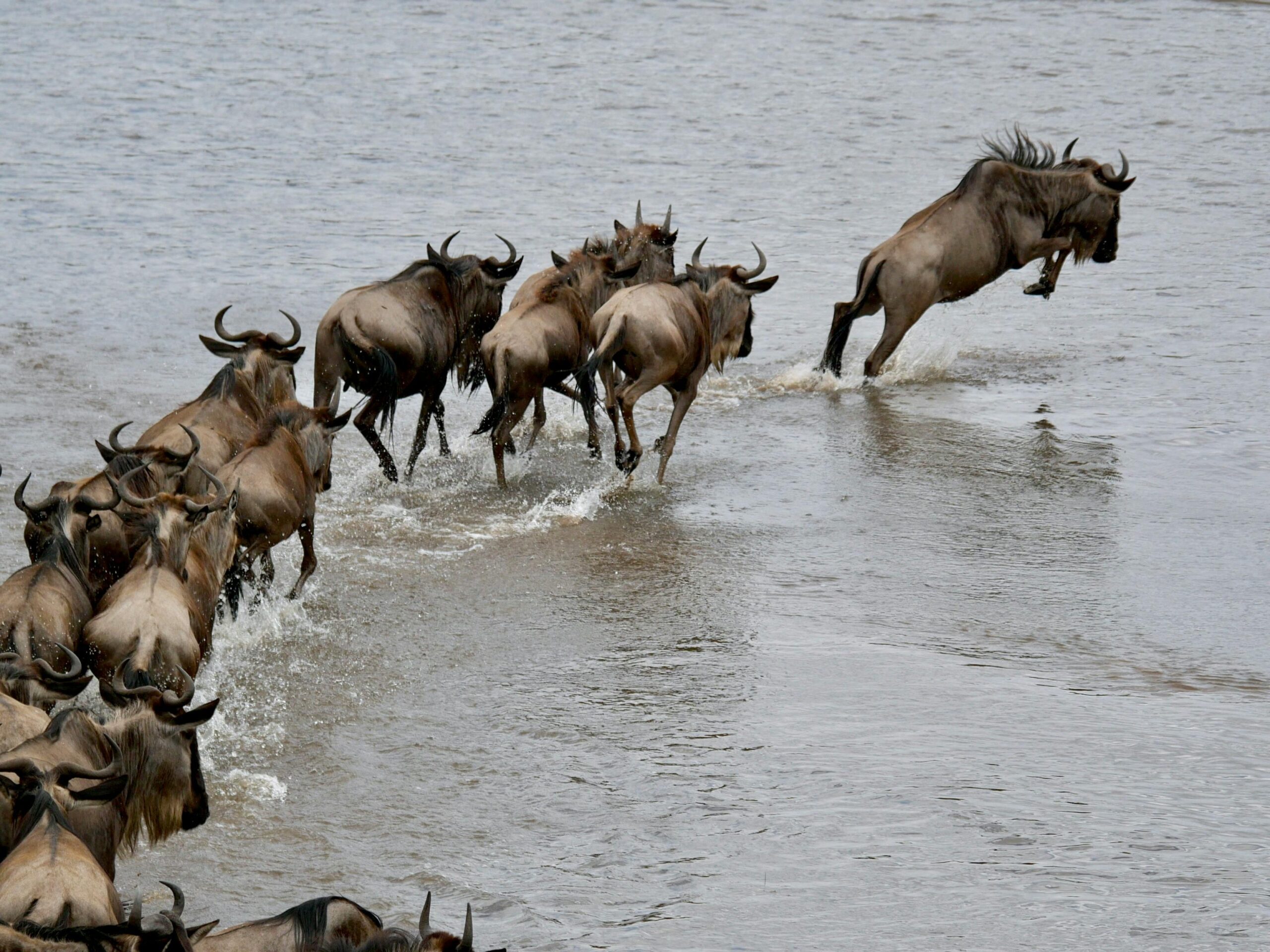 Wildebeest Migration Wonder of the World