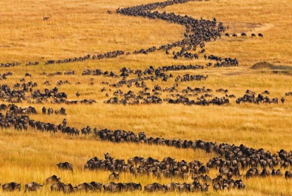 Wildebeest Migration in Tanzania