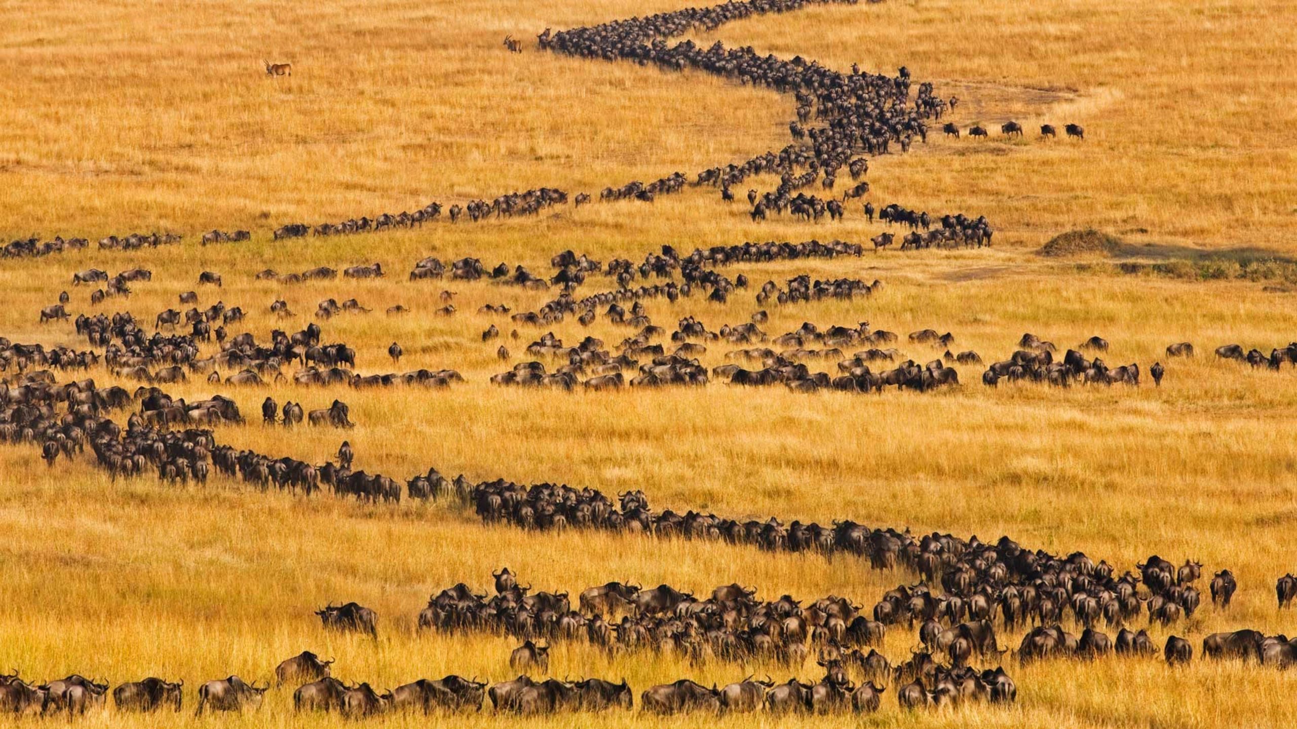 Wildebeest Migration in Tanzania