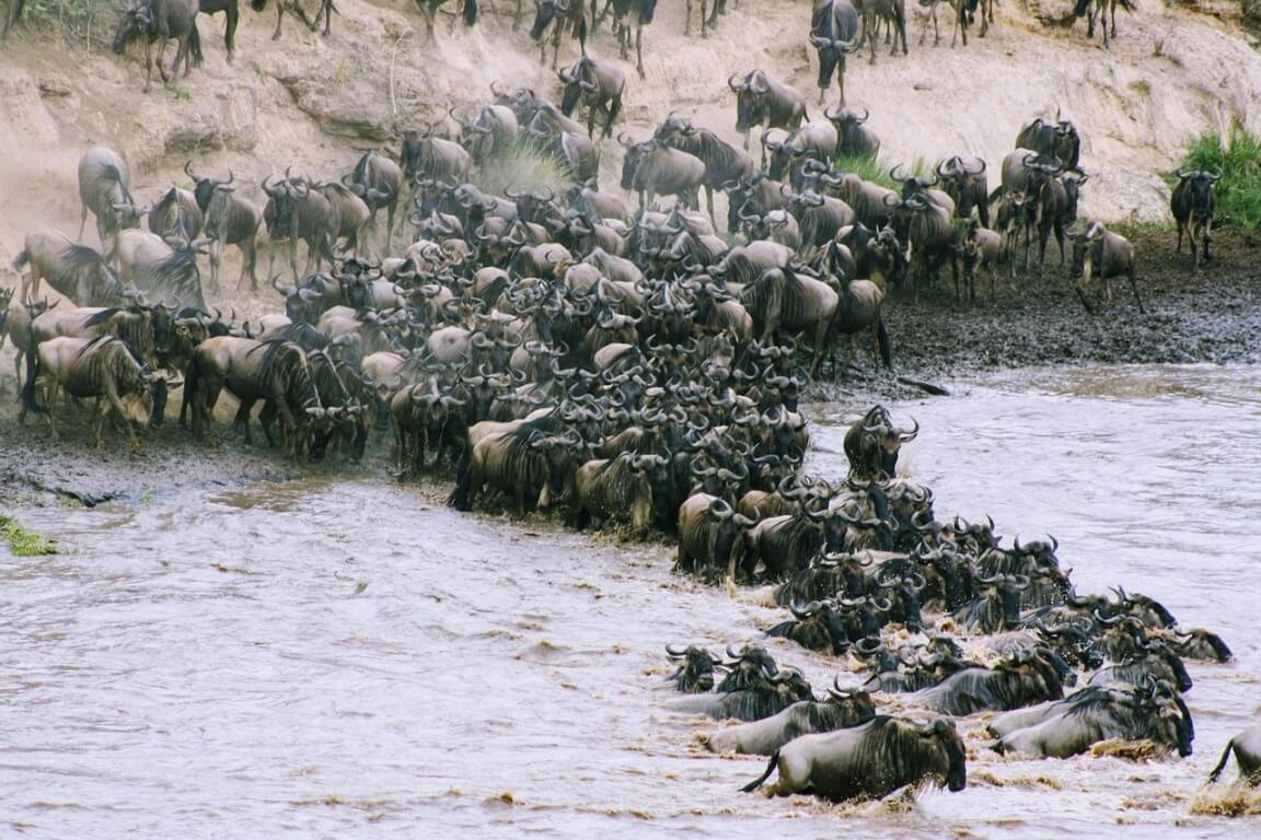 Wildebeest Migration in Tanzania