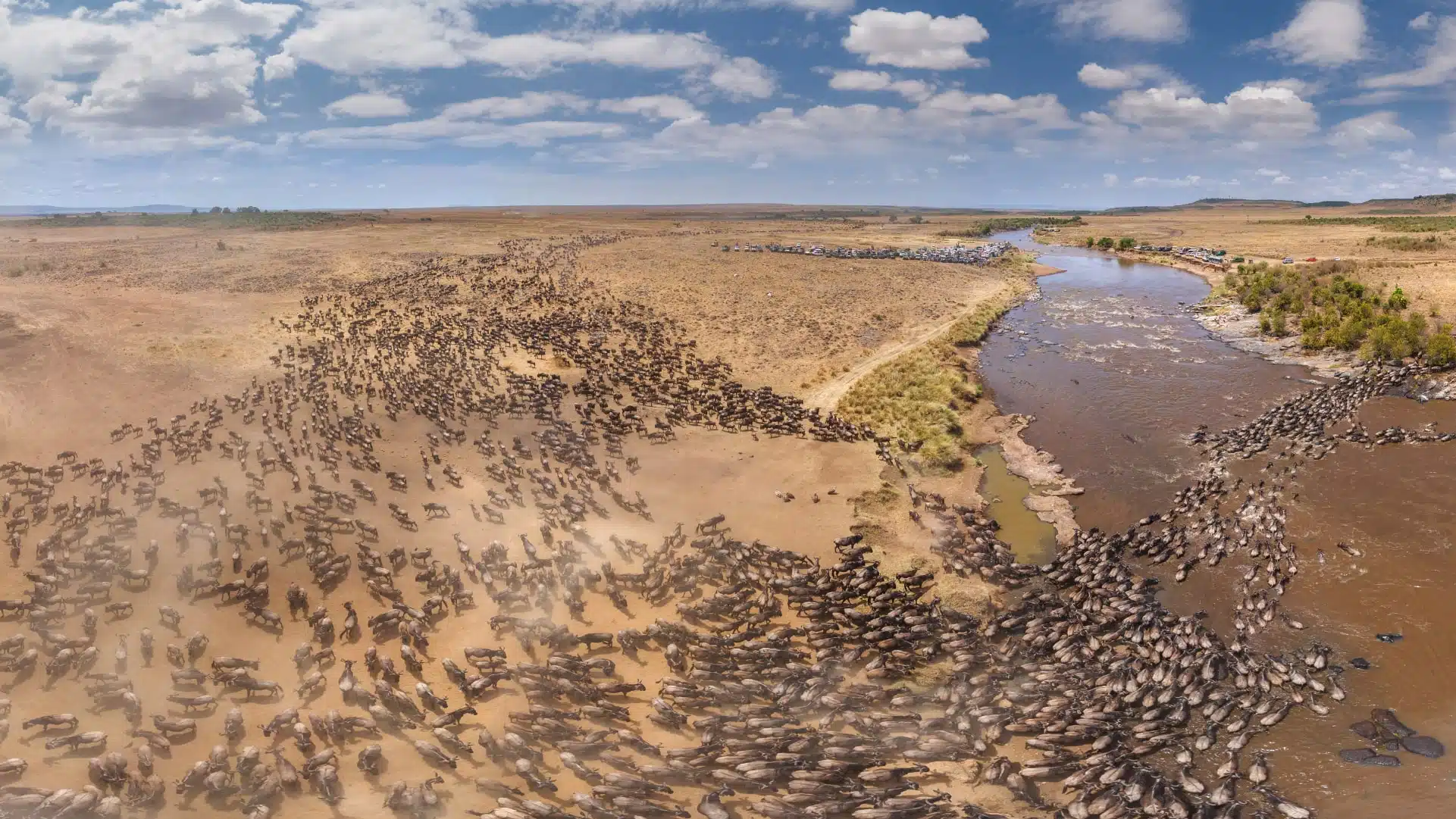 Wildebeest Migration in Tanzania