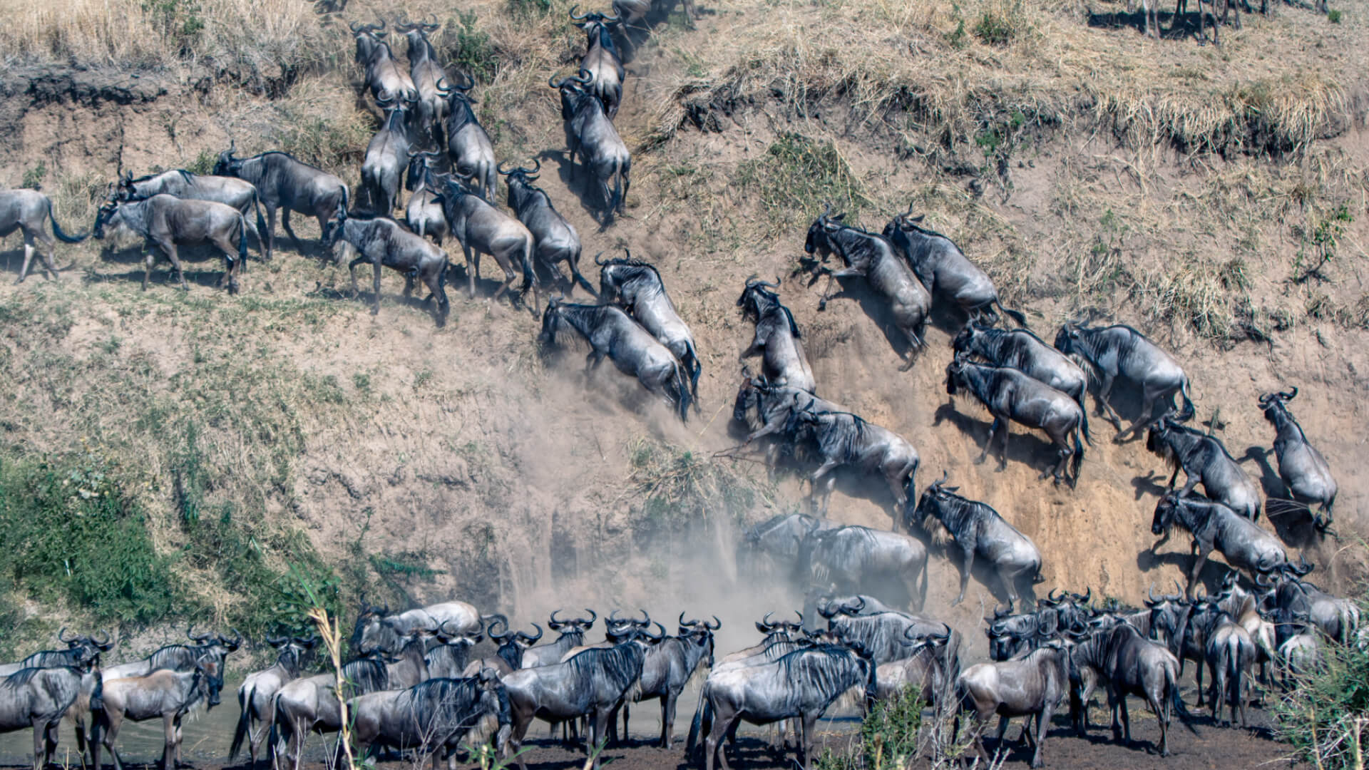 Wildebeest Migration Masai Mara Kenya