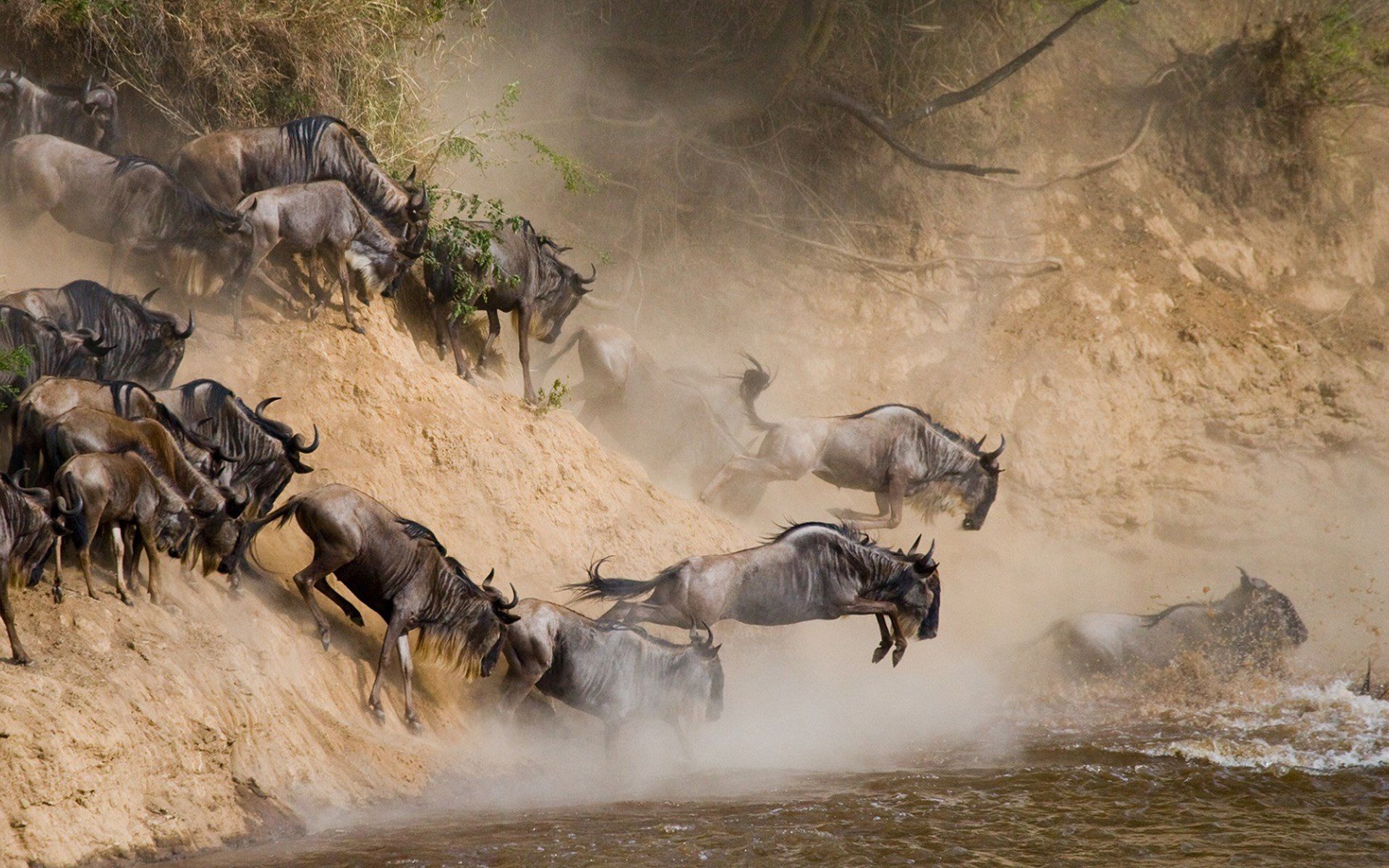 Wildebeest Migration Masai Mara Kenya