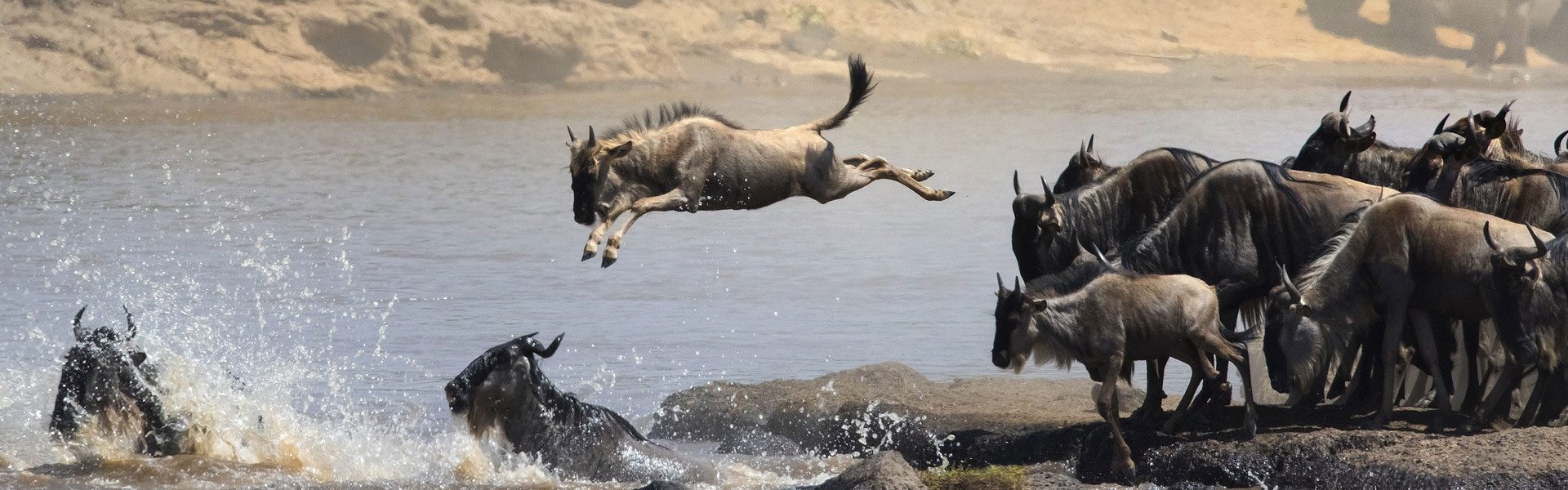 Wildebeest migration season