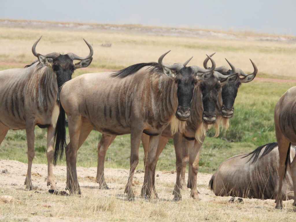 Wildebeest migration season