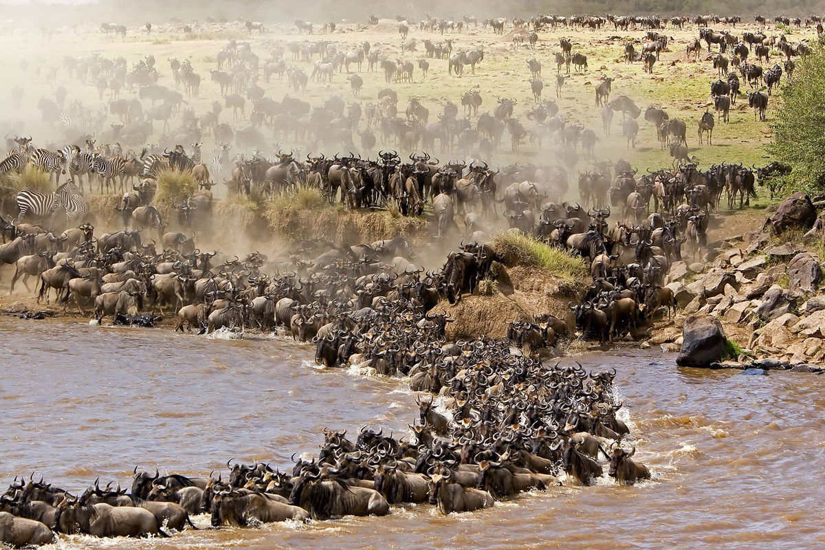 Wildebeest migration season