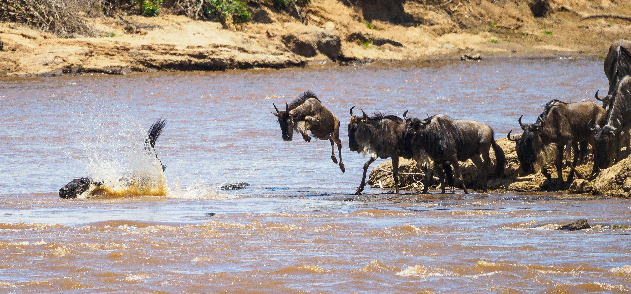 Wildebeest migration season