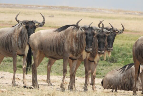 Wildebeest migration season