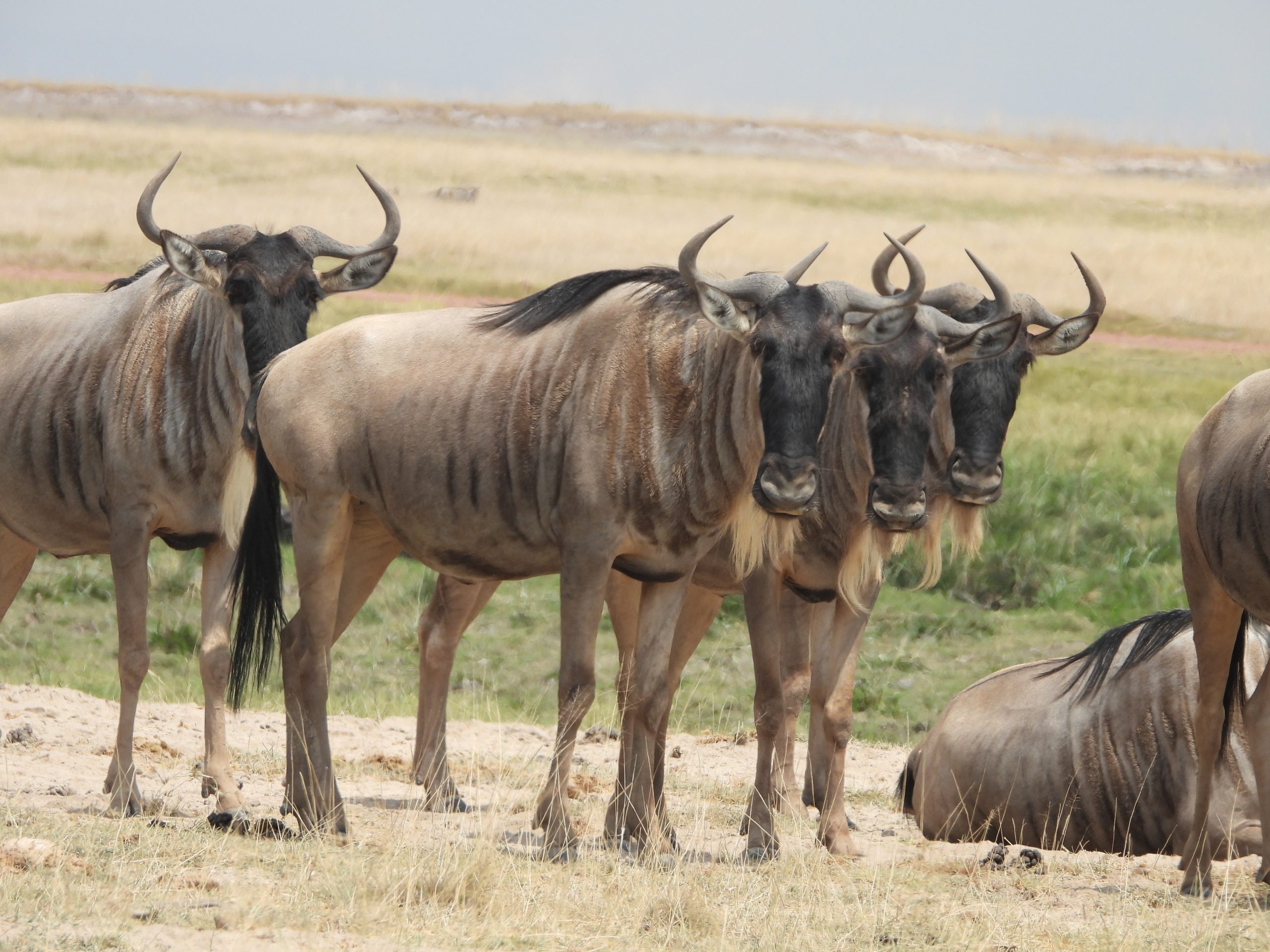 Wildebeest migration season