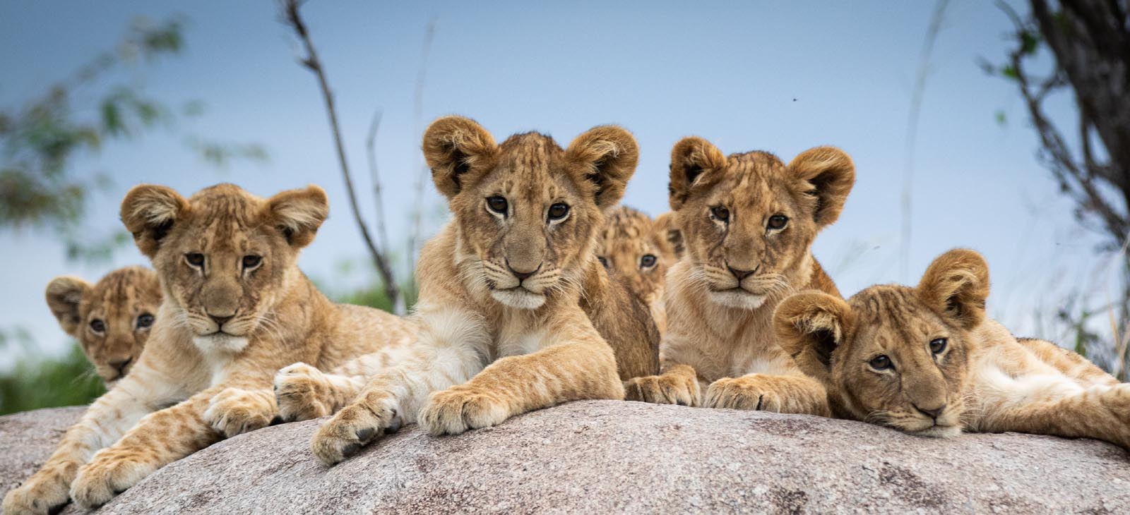 Wilderness Safaris - Wildlife Safaris Tanzania