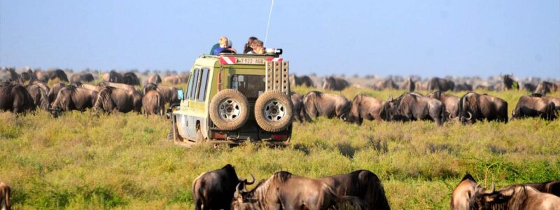 arusha to serengeti 2 12 Days Serengeti Masai Mara and Gorillas