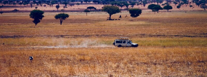 arusha to serengeti 12 Days Serengeti Masai Mara and Gorillas Itinerary