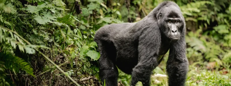 14 Days wildebeest migration gorillas and victoria falls