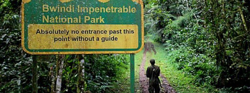 14 Days wildebeest migration gorillas and victoria falls