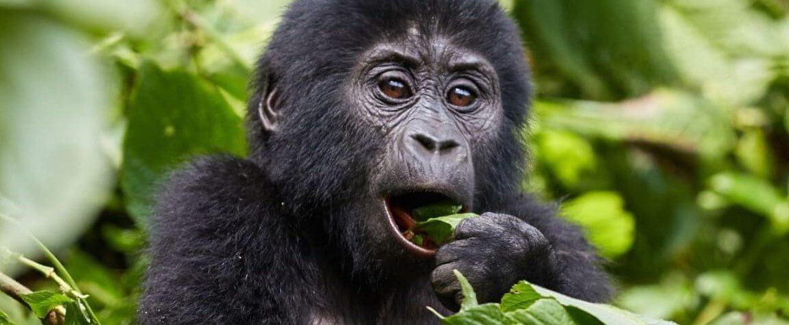 14 Days wildebeest migration gorillas and victoria falls