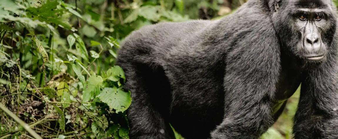 12 Days Serengeti Masai Mara and Gorillas Itinerary