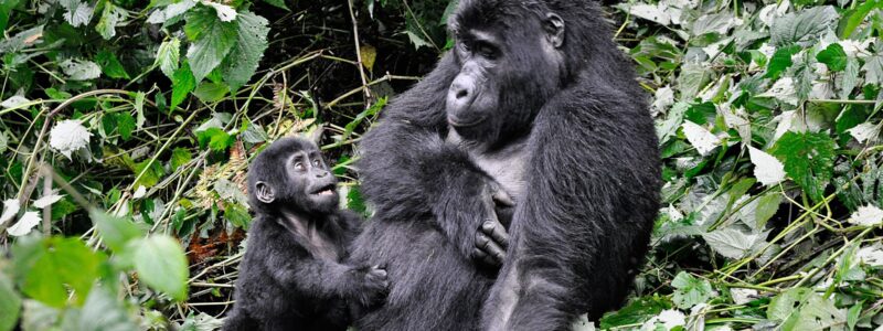 gorilla trek 12 Days Serengeti Masai Mara and Gorillas Itinerary
