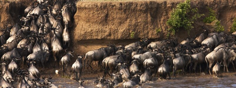 masa mara 6 12 Days Serengeti Masai Mara and Gorillas