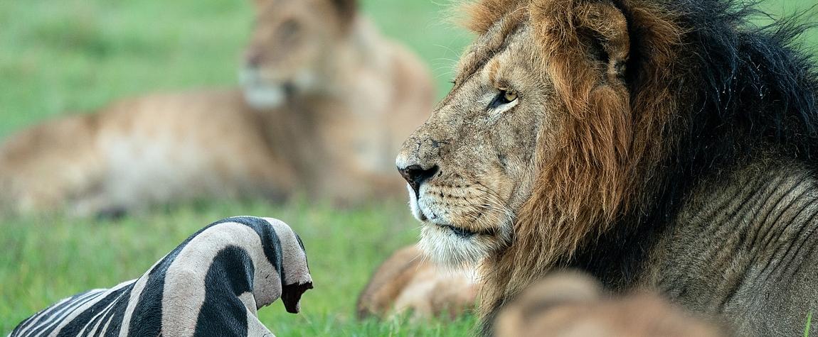 14 Days wildebeest migration gorillas and victoria falls