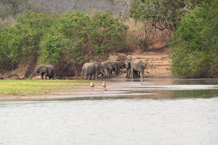 Selous game reserve