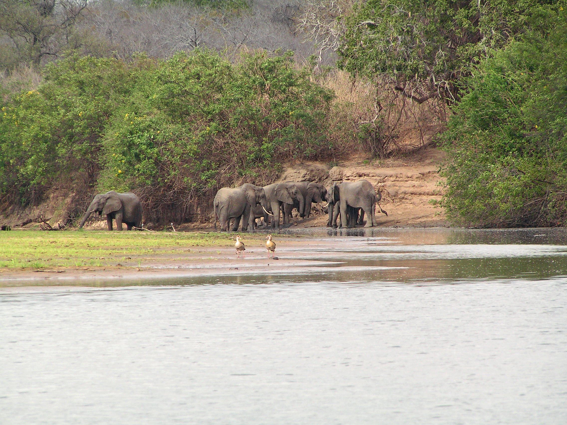 Selous game reserve