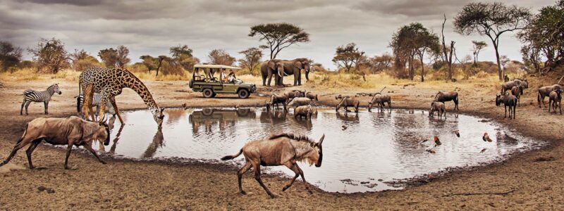 serengeti 1 12 Days Serengeti Masai Mara and Gorillas Itinerary