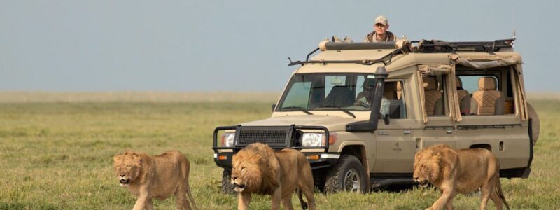 serengeti 1 12 Days Serengeti Masai Mara and Gorillas