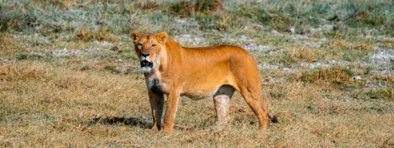 serengeti 2 12 Days Serengeti Masai Mara and Gorillas