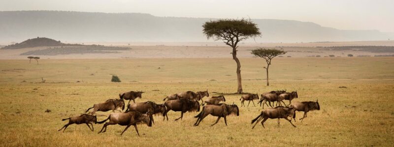serengeti 12 Days Serengeti Masai Mara and Gorillas